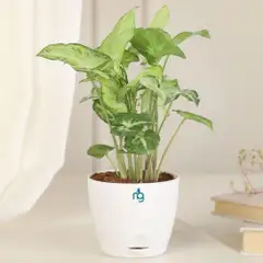 Starting from ₹199